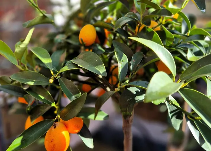 בית נופש Appelgriebsch